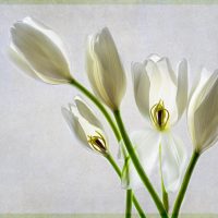 Tulips - Alana Starkweather
